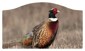 DASHELL-307 Pheasant 1